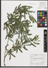 Foto von Salix purpurea L.